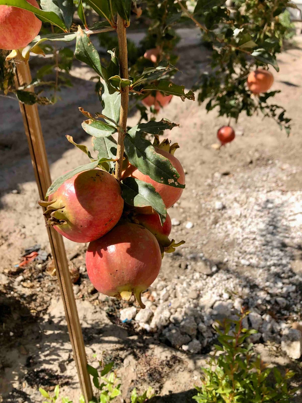 Pomegranate - Symbol of connection and family